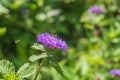 Close up of a bees on blooming Brazil button flower or Larkdaisy on blurred natural green background Royalty Free Stock Photo