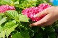 Close-up blooming bright pink large-leaved hydrangea