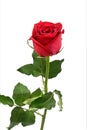 Blooming bright red roses on a white background