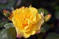 Close-up of a blooming bright yellow rose with green leaves. Beautiful flower Royalty Free Stock Photo