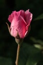 Close Up Of Blooming Bud Pink Rose On Black Background