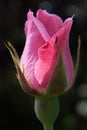 Close up of blooming bud pink rose