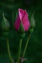 Close Up Of Blooming Bud Pink Rose On Green Background