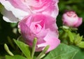 Close up of blooming bud pink roses on green background