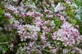 Close up blooming buds on the branches of Crab Apple Tree - Malus Sylvestris. Beautiful pink flowers. Royalty Free Stock Photo