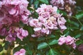 Close-up blooming bush with pink roses in the backyard on summer day. Landscaping. Mansion maintenance concept Royalty Free Stock Photo