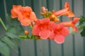 A close-up of blooming campsis grandiflora orange flowers, campsis trumpet vine, ornamental creeping plant blossom Royalty Free Stock Photo