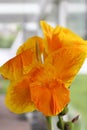 Close Up of a Blooming Canna Yellow King Humbert Lily Flower