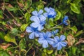 Close up of a blooming Cape Leadwort flowers (Plumbago auriculata Lam) on blurred green background Royalty Free Stock Photo