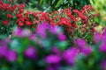 Close-up blooming carnation glory red flower