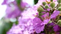 Close up Blooming Cassia javanica Royalty Free Stock Photo