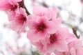 Close up of blooming cherry blossom pink flowers