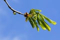 Close-up of a blooming chestnut against the sky