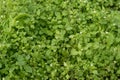 Close-up of blooming chickweed in the garden