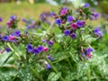 Close-up of blooming common lungwort flowers during spring. Pulmonaria officinalis Royalty Free Stock Photo