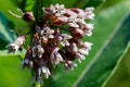 Close up of a Blooming Common Milkweed Plant in a prairie field. Species Asclepias syriaca. Butterfly flower, Virginia Silkweed,