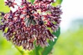 Close up of a Blooming Common Milkweed Plant in a prairie field. Species Asclepias syriaca. Butterfly flower, Virginia Silkweed,