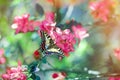 Close up of blooming crab apple tree and swallowtail butterfly on sunny day. Beautiful spring tree pink blossoms background