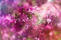 Close up of blooming crab apple tree and swallowtail butterfly in sunny day. Beautiful spring tree pink blossoms background