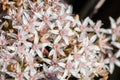 Close up of blooming Crassula ovate commonly known as jade plant Royalty Free Stock Photo