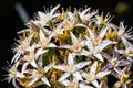 Close up of blooming Crassula ovate commonly known as jade plant Royalty Free Stock Photo