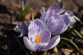 Flower growing crocus in a park on a sunny spring day