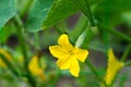 Close-up of blooming cucumbers young plants with yellow flowers in the garden, on a background of green leaves. Royalty Free Stock Photo