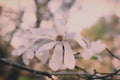 Close up of blooming daisy