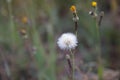 Close-up of blooming dandelion in wild grass Royalty Free Stock Photo