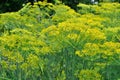 Close-up of the blooming dill