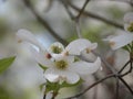 Close Up of a Blooming Dogwood Flower