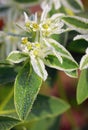 Close-up of blooming Euphorbia marginata