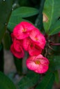 Close-up of a blooming Euphorbia Milii flower