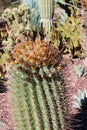 Close up of a blooming Ferrocactus wislizeni cactus in the Arizona desert