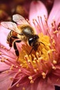 close-up of a blooming flower with a bee gathering pollen