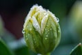 close-up of blooming flower bud, with dew drops glistening on the petals