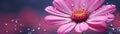 A close-up of a blooming flower with dewdrops