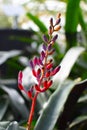 Close up of a blooming flower of an exotic Aechmea Weilbachii bromeliad plant Royalty Free Stock Photo