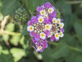 Close up blooming flower Lantana camara big sage, wild sage or Lantana. Beautiful small flowers tickberry and green Royalty Free Stock Photo