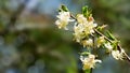 Close-up of blooming flower winter honeysuckle Lonicera fragrantissima standishii, or January jasmine, Chinese honeysuckle Royalty Free Stock Photo