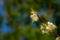 Close-up of blooming flower winter honeysuckle Lonicera fragrantissima standishii, or January jasmine, Chinese honeysuckle Royalty Free Stock Photo