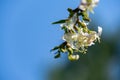 Close-up of blooming flower winter honeysuckle Lonicera fragrantissima standishii, or January jasmine Royalty Free Stock Photo