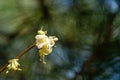 Close-up of blooming flower winter honeysuckle Lonicera fragrantissima standishii, or January jasmine Royalty Free Stock Photo