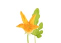 Close-up of a blooming flower with zucchini vegetable on a white background. Royalty Free Stock Photo