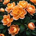 Close up of blooming flowerbeds of amazing apricot orange color flowers on dark moody floral ured Photorealistic