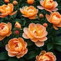 Close up of blooming flowerbeds of amazing apricot orange color flowers on dark moody floral ured Photorealistic