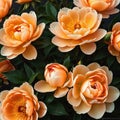 Close up of blooming flowerbeds of amazing apricot orange color flowers on dark moody floral ured Photorealistic