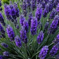 Close up of blooming flowerbeds of amazing lavender purple flowers on dark moody floral ured Photorealistic