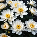 Close up of blooming flowerbeds of amazing white and golden flowers on dark moody floral ured Photorealistic