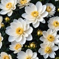 Close up of blooming flowerbeds of amazing white and golden flowers on dark moody floral ured Photorealistic